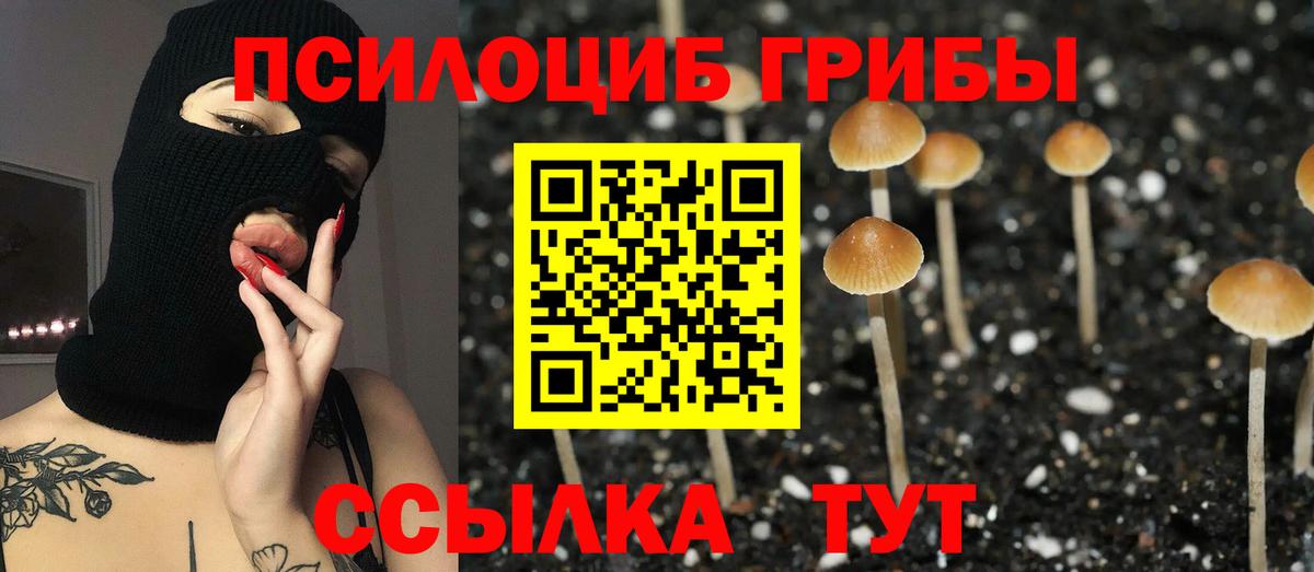 Псилоцибиновые грибы Cubensis Апатиты